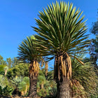 Nasiona Juki Carnerosana (Yucca carnerosana)