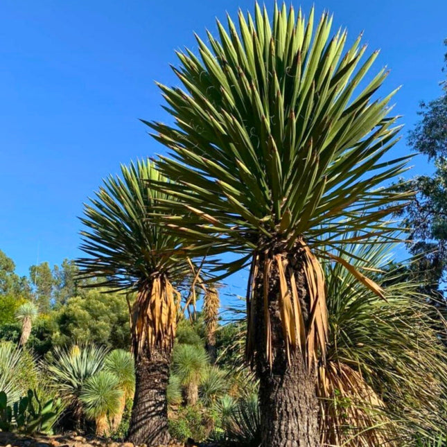 Nasiona Juki Carnerosana - Yucca Carnerosana