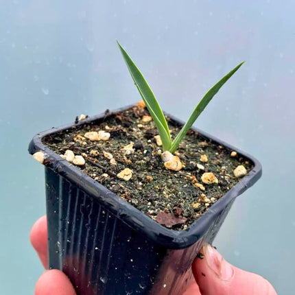 Nasiona Juki Carnerosana - Yucca Carnerosana