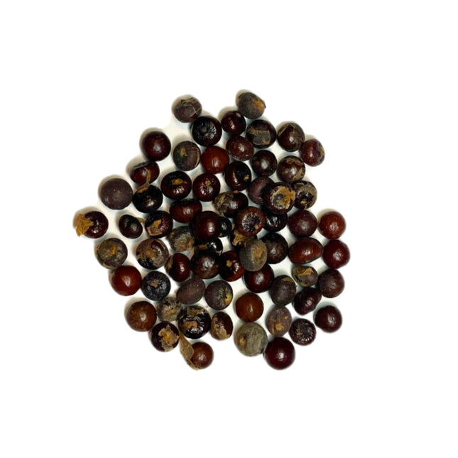 Nasiona Palmy Kabaczkowej - Sabal Palmetto