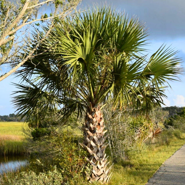 Nasiona Palmy Kabaczkowej - Sabal Palmetto