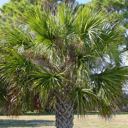 Nasiona Palmy Kabaczkowej - Sabal Palmetto
