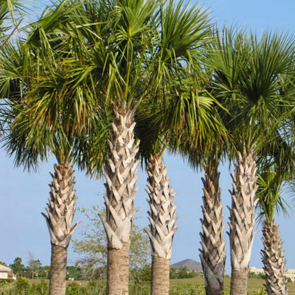 Nasiona Palmy Kabaczkowej - Sabal Palmetto