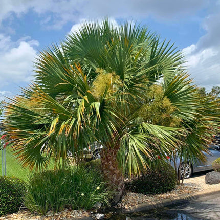 Nasiona Palmy Kabaczkowej - Sabal Palmetto