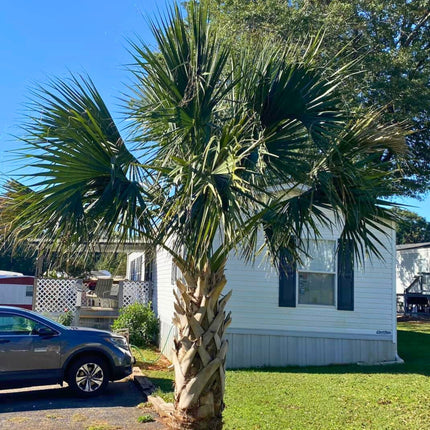 Nasiona Palmy Kabaczkowej - Sabal Palmetto