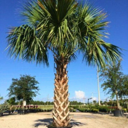 Nasiona Palmy Kabaczkowej - Sabal Palmetto