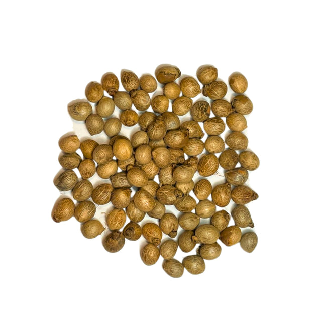 Nasiona Kubańskiej Palmy Królewskiej - Roystonea Regia