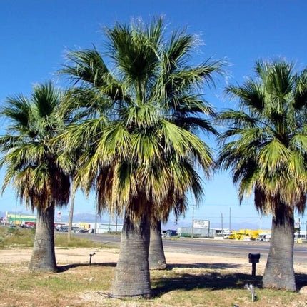Nasiona Palmy Nitkowatej - Washingtonia Filifera