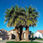Nasiona Palmy Nitkowatej (Washingtonia filifera)
