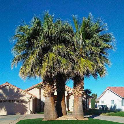 Nasiona Palmy Nitkowatej - Washingtonia Filifera