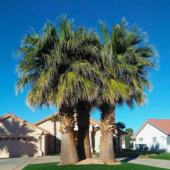 Nasiona Palmy Nitkowatej - Washingtonia Filifera