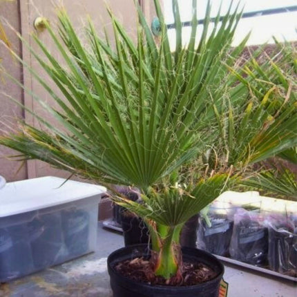 Nasiona Palmy Nitkowatej - Washingtonia Filifera