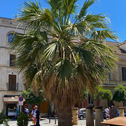 Nasiona Palmy Nitkowatej - Washingtonia Filifera