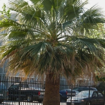 Nasiona Palmy Nitkowatej - Washingtonia Filifera