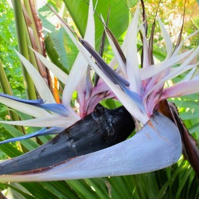Nasiona Strelicji Białej - Strelitzia Nicolai