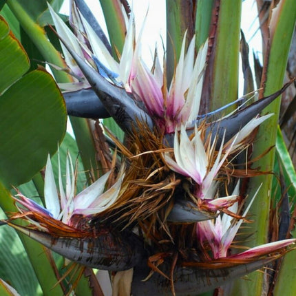 Nasiona Strelicji Białej - Strelitzia Nicolai