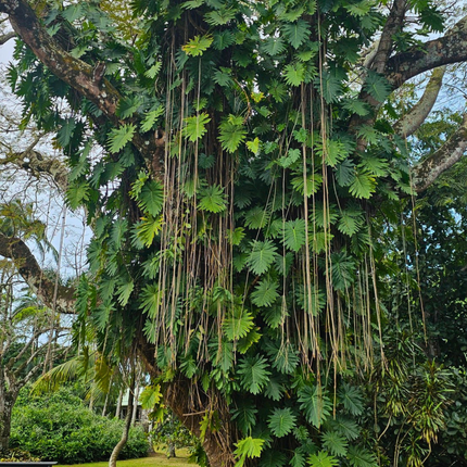 Nasiona Monstery Dziurawej - Monstera Deliciosa