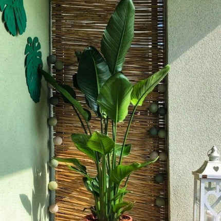 Nasiona Strelicji Białej - Strelitzia Nicolai