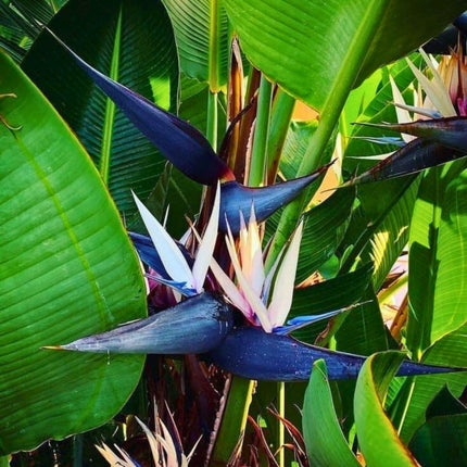 Nasiona Strelicji Białej - Strelitzia Nicolai