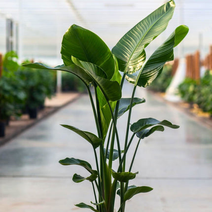 Nasiona Strelicji Białej - Strelitzia Nicolai