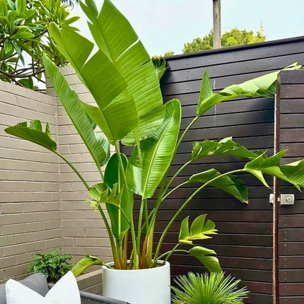 Nasiona Strelicji Białej - Strelitzia Nicolai
