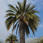 Nasiona Chilijskiej Palmy Miodowej (Jubaea chilensis)