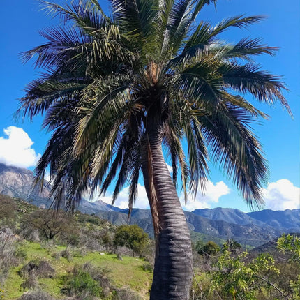 Nasiona Chilijskiej Palmy Miodowej - Jubaea Chilensis