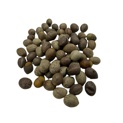 Nasiona Liścia Laurowego – Laurus Nobilis