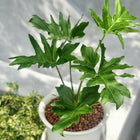 Nasiona Filodendronu Selloum (Philodendron bipinnatifidum)