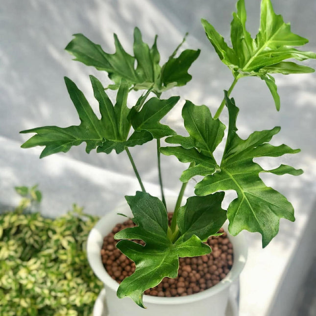Nasiona Filodendronu Selloum - Philodendron Bipinnatifidum