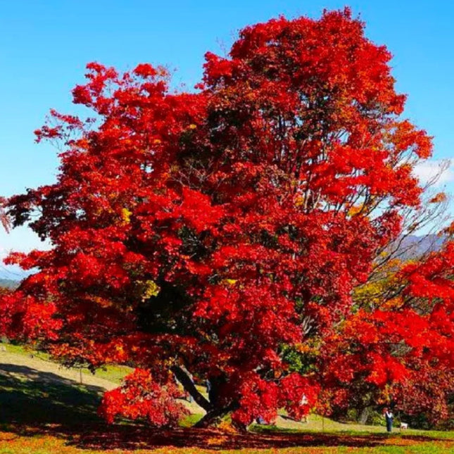 Nasiona Klonu Ginnala - Acer Ginnala