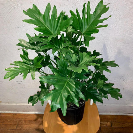 Nasiona Filodendronu Selloum - Philodendron Bipinnatifidum