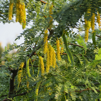 Nasiona Jadłoszynu Khejri - Prosopis Cineraria