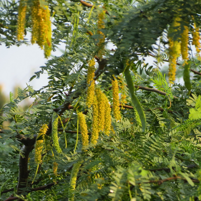 Nasiona Jadłoszynu Khejri - Prosopis Cineraria