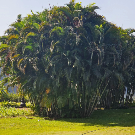 Nasiona Palmy Areki - Dypsis Lutescens