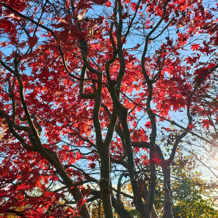 Nasiona Klonu Palmowego Czerwonolisnego - Acer Palmatum 'Atropurpureum'