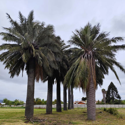 Nasiona Chilijskiej Palmy Miodowej - Jubaea Chilensis