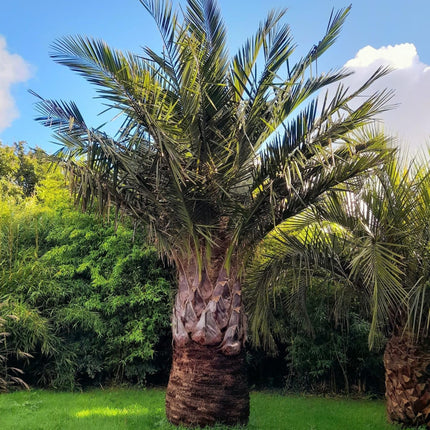 Nasiona Chilijskiej Palmy Miodowej - Jubaea Chilensis