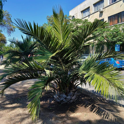 Nasiona Chilijskiej Palmy Miodowej - Jubaea Chilensis