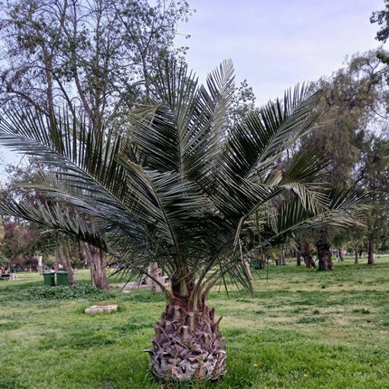 Nasiona Chilijskiej Palmy Miodowej - Jubaea Chilensis