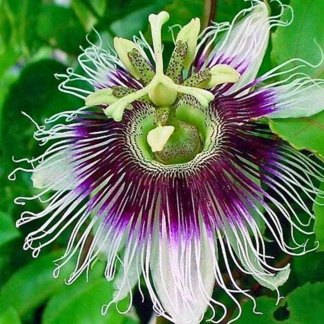 Nasiona Marakui - Passiflora Edulis