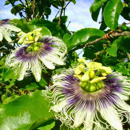 Nasiona Marakui - Passiflora Edulis