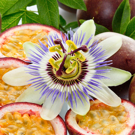 Nasiona Marakui - Passiflora Edulis