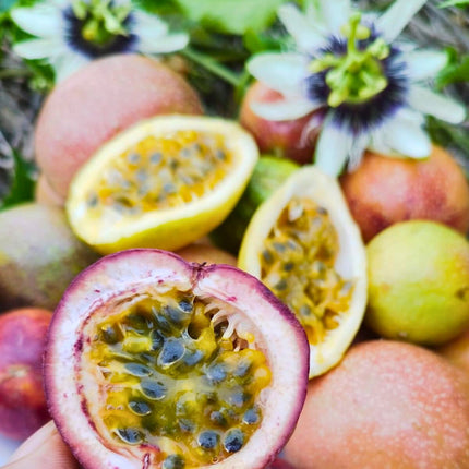 Nasiona Marakui - Passiflora Edulis
