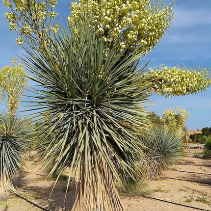 Nasiona Juki Niebieskiej - Yucca Rigida