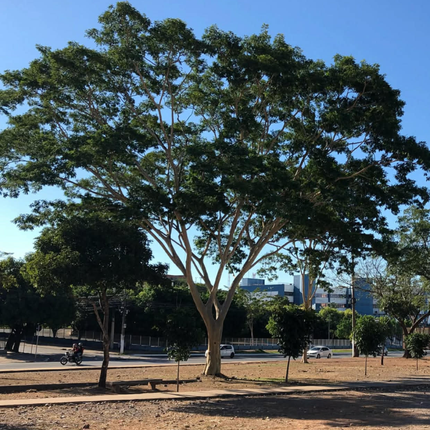 Nasiona Albicji Niopoides - Albizia Niopoides