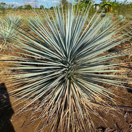 Nasiona Juki Niebieskiej - Yucca Rigida