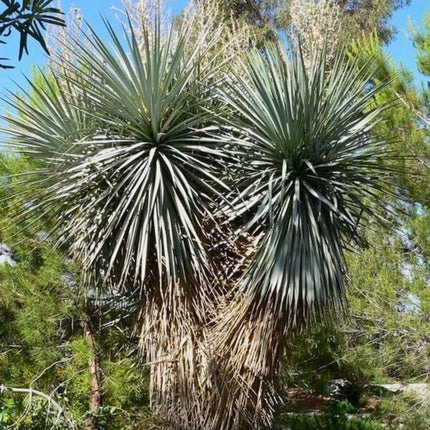 Nasiona Juki Niebieskiej - Yucca Rigida