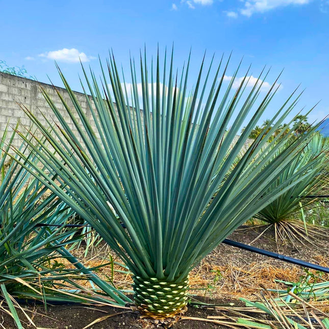 Nasiona Juki Niebieskiej - Yucca Rigida