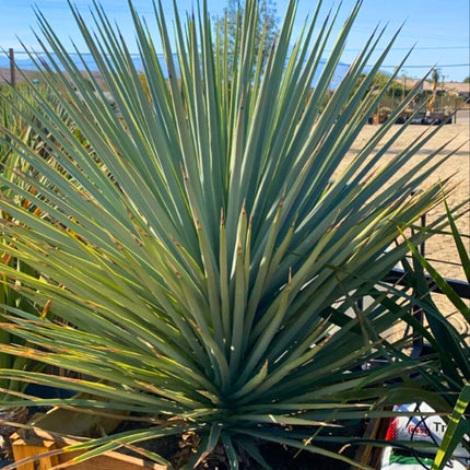 Nasiona Juki Niebieskiej - Yucca Rigida